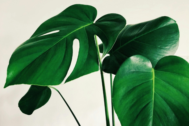 Monstera leaves